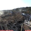 19_15-nest.jpg