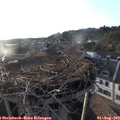 19_25-nest.jpg
