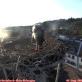 19_50-nest.jpg