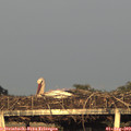 19_55-mast.jpg