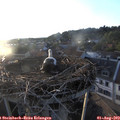 19_55-nest.jpg