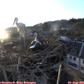 20_00-nest.jpg