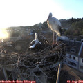 20_05-nest.jpg