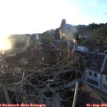 20_10-nest.jpg