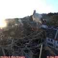 20_15-nest.jpg