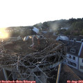 20_20-nest.jpg