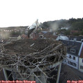 20_50-nest.jpg