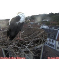 20_55-nest.jpg