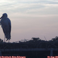 06_05-mast.jpg