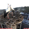 06_10-nest.jpg