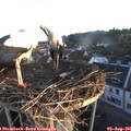 06_15-nest.jpg