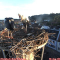 06_20-nest.jpg
