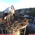 06_25-nest.jpg
