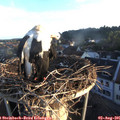06_30-nest.jpg