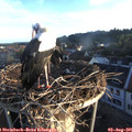 06_35-nest.jpg