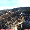 06_50-nest.jpg