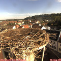 08_30-nest.jpg
