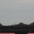 09_10-mast.jpg