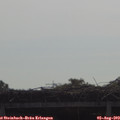 10_00-mast.jpg