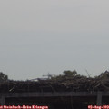 10_50-mast.jpg