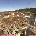 11_10-nest.jpg