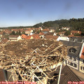 11_20-nest.jpg