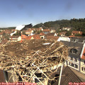 11_25-nest.jpg