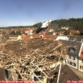 11_30-nest.jpg