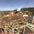 11_40-nest.jpg