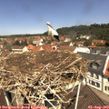 11_45-nest.jpg