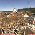 11_50-nest.jpg