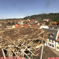 12_00-nest.jpg
