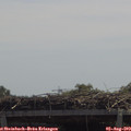 12_20-mast.jpg