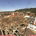 12_35-nest.jpg