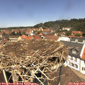 12_40-nest.jpg