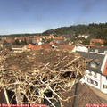 12_50-nest.jpg