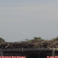 13_10-mast.jpg