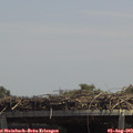 13_35-mast.jpg