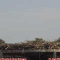 13_50-mast.jpg
