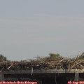 13_55-mast.jpg