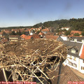 13_55-nest.jpg