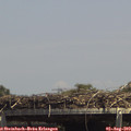 14_15-mast.jpg