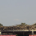 14_50-mast.jpg