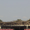 15_00-mast.jpg