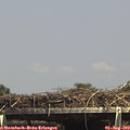 15_05-mast.jpg