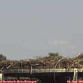 15_10-mast.jpg
