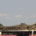 15_35-mast.jpg
