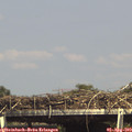 15_40-mast.jpg