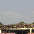 15_55-mast.jpg