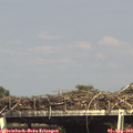 16_00-mast.jpg